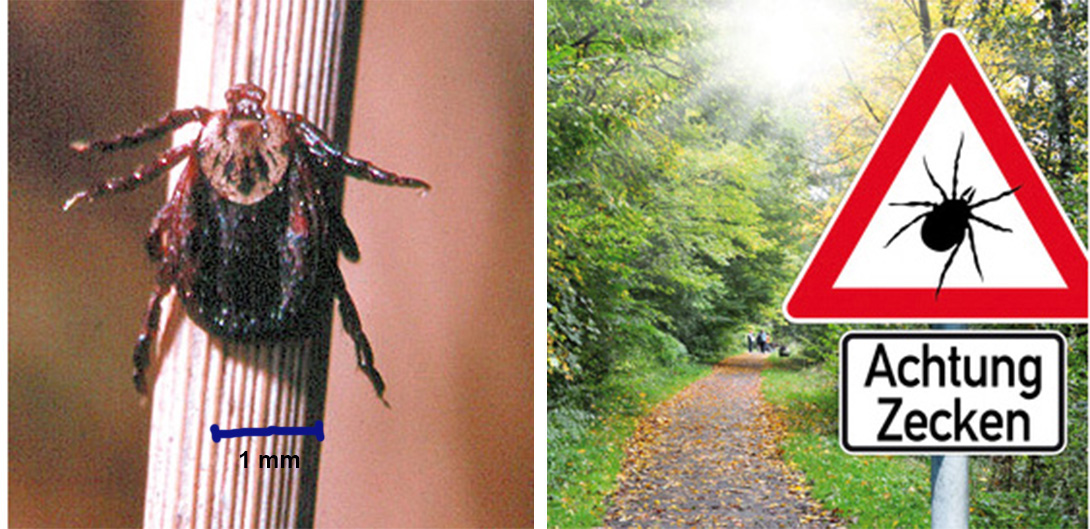 Rechts: Schild mit Zecken und Wald. Links: Ein erwachsenes Weibchen der Schafzecke (Dermacentor marginatus)