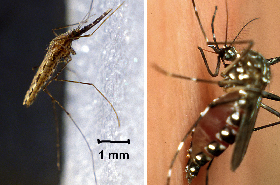 Links: Anopheles gambiae – Rechts: Aedes aegypti