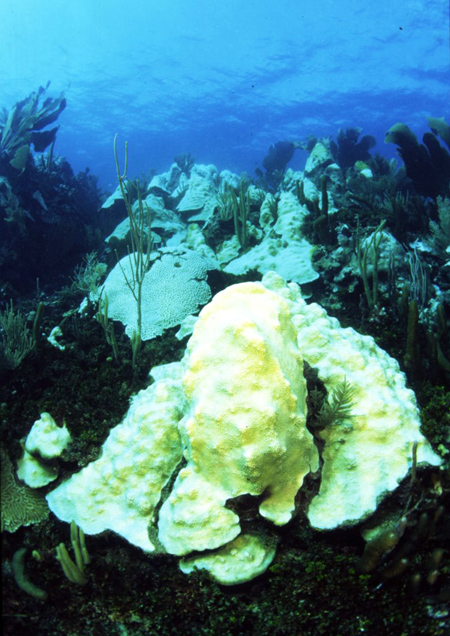 Beispiel einer Korallenbleiche vor der Küste Puerto Ricos. Photo M. Nugues. Die Korallen leben nahe ihrem oberen Temperaturlimit